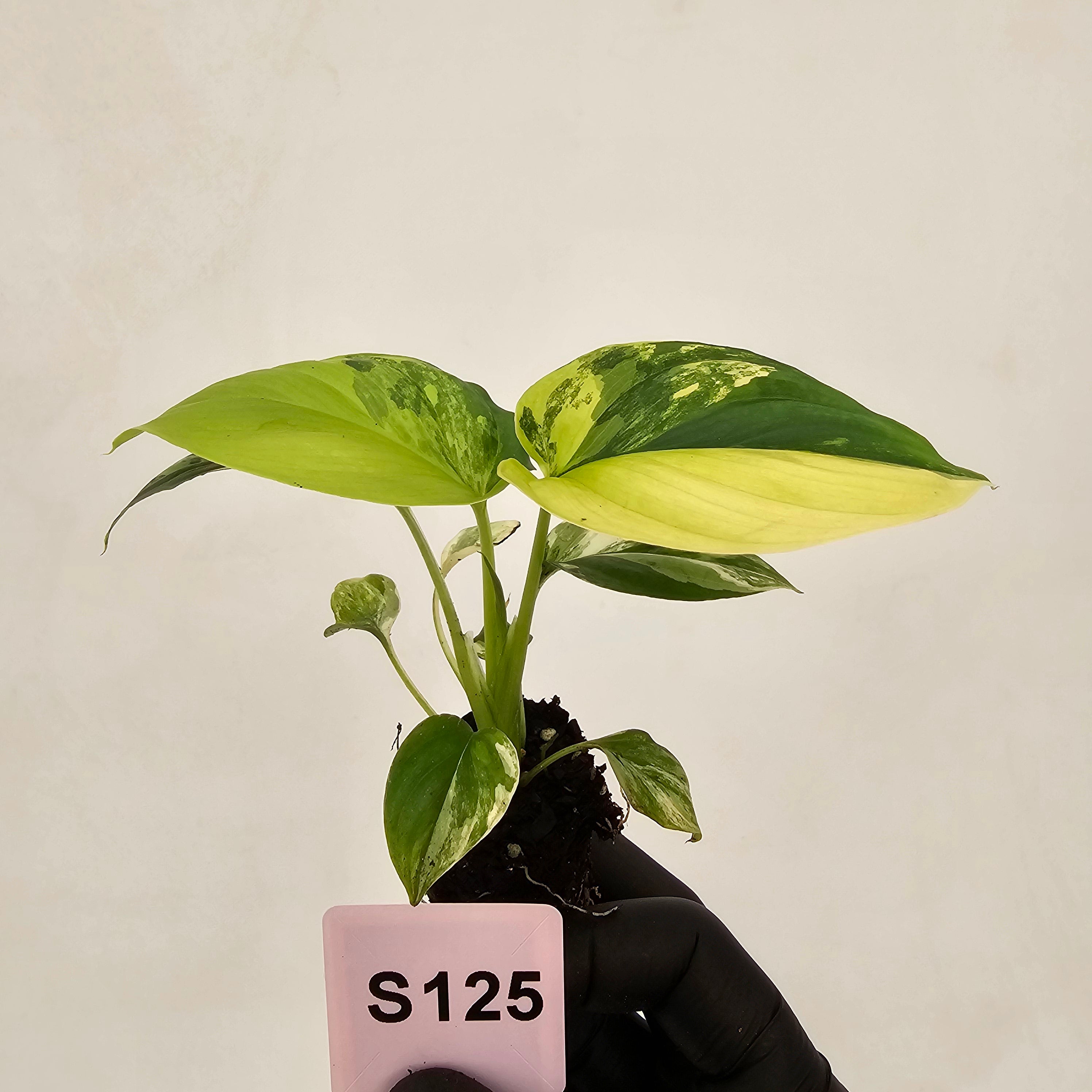 Homalomena rubescens Variegata - Bare Bottom Baby