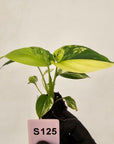 Homalomena rubescens Variegata - Bare Bottom Baby