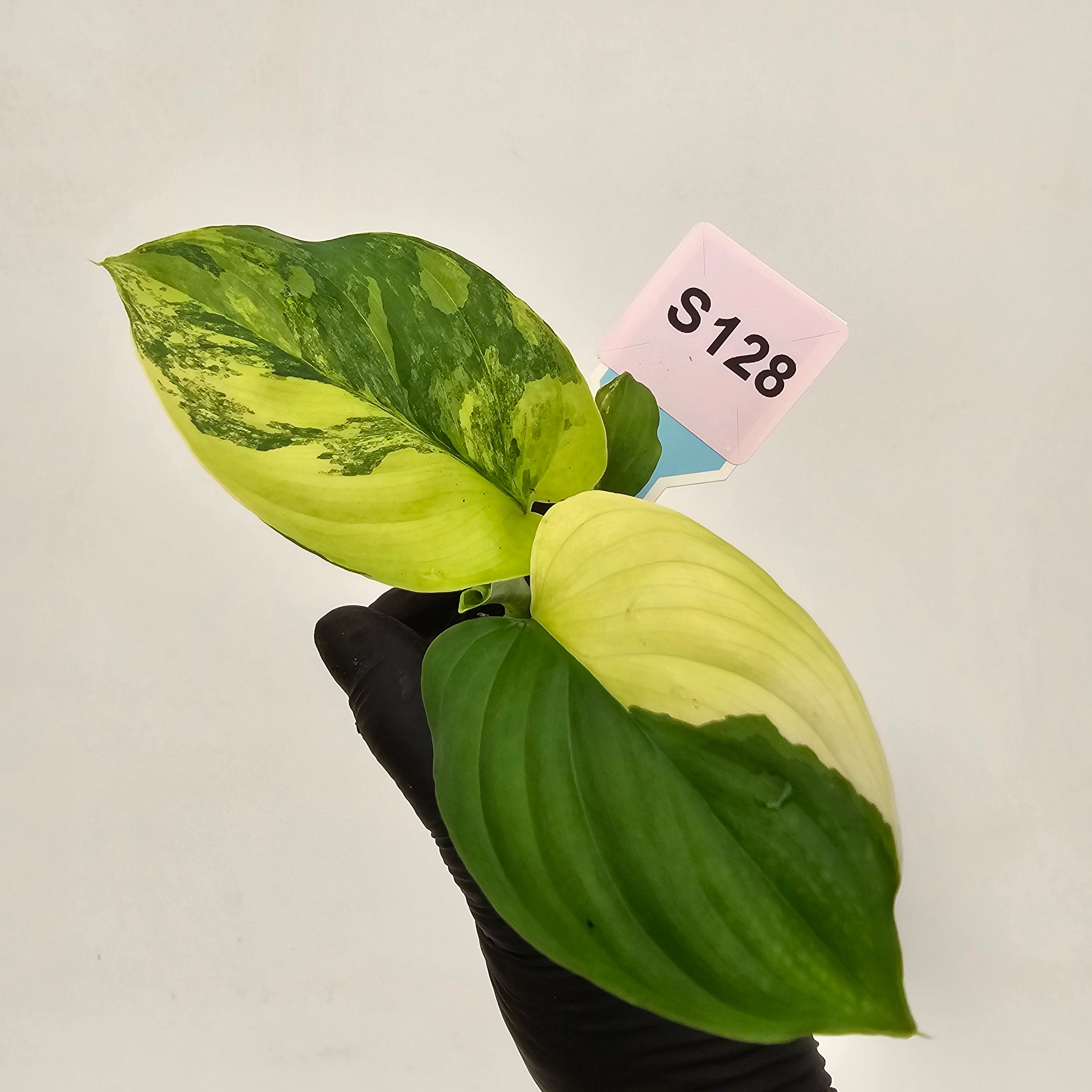 Homalomena rubescens Variegata - Bare Bottom Baby