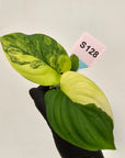Homalomena rubescens Variegata - Bare Bottom Baby
