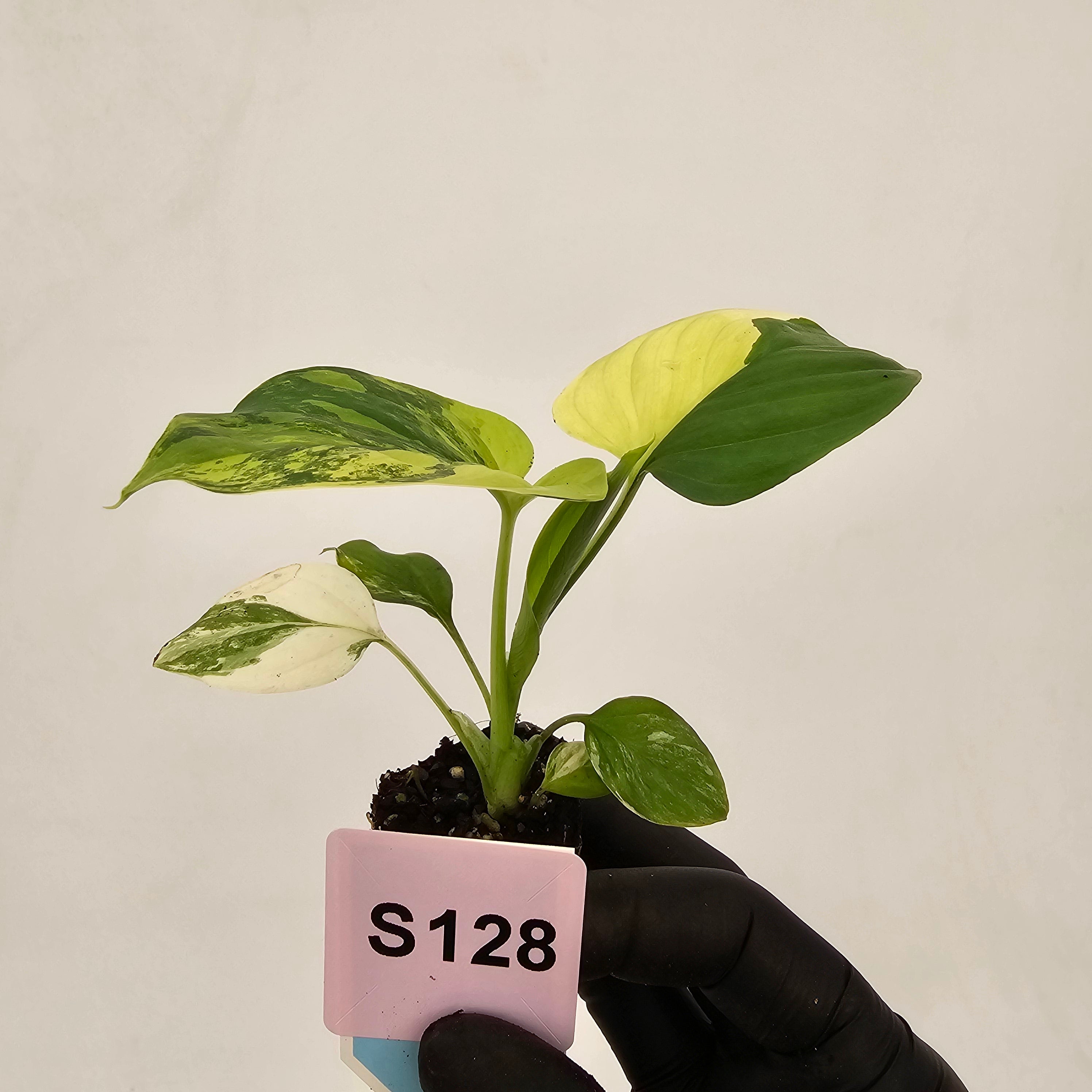 Homalomena rubescens Variegata - Bare Bottom Baby
