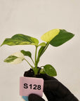 Homalomena rubescens Variegata - Bare Bottom Baby