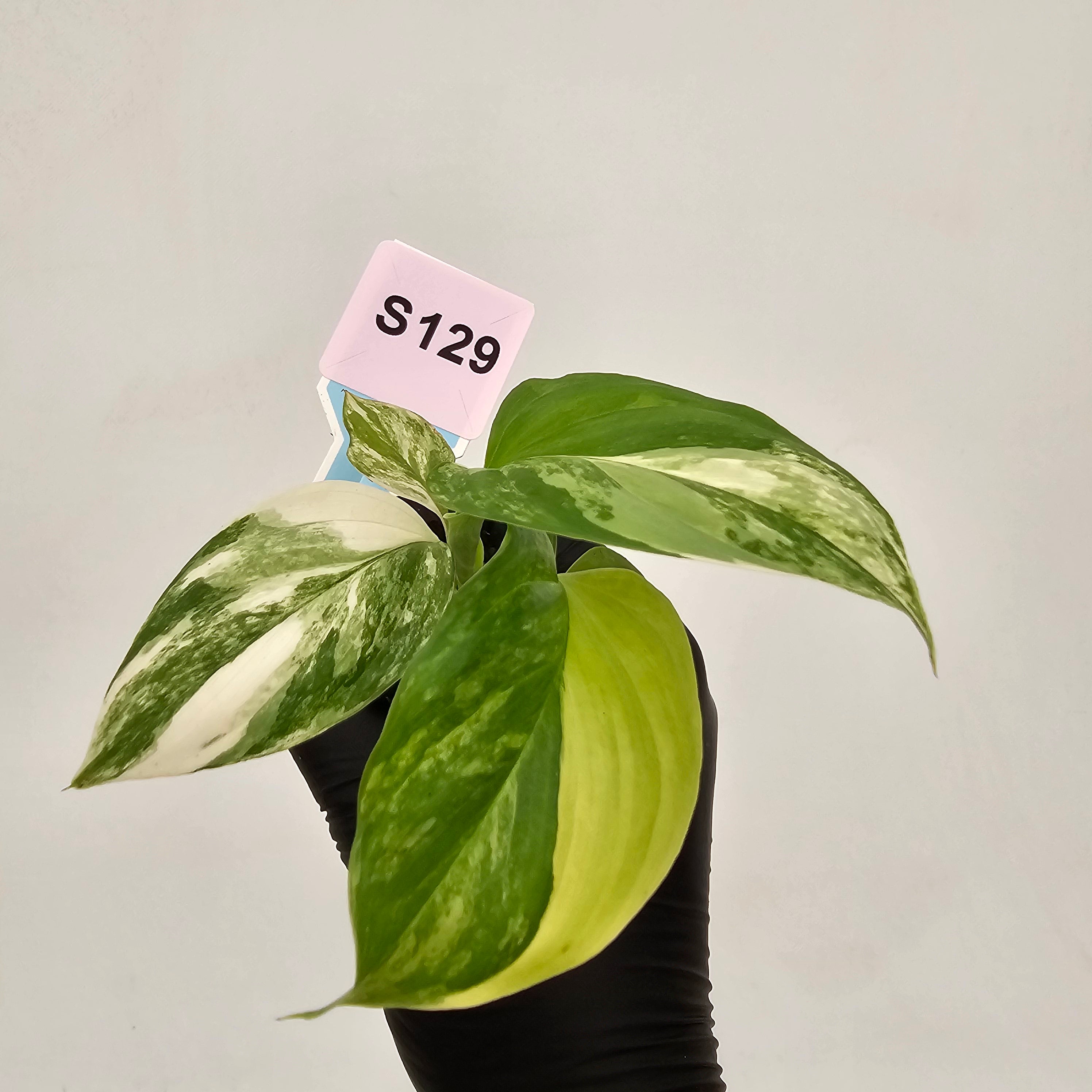 Homalomena rubescens Variegata - Bare Bottom Baby