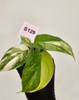 Homalomena rubescens Variegata - Bare Bottom Baby