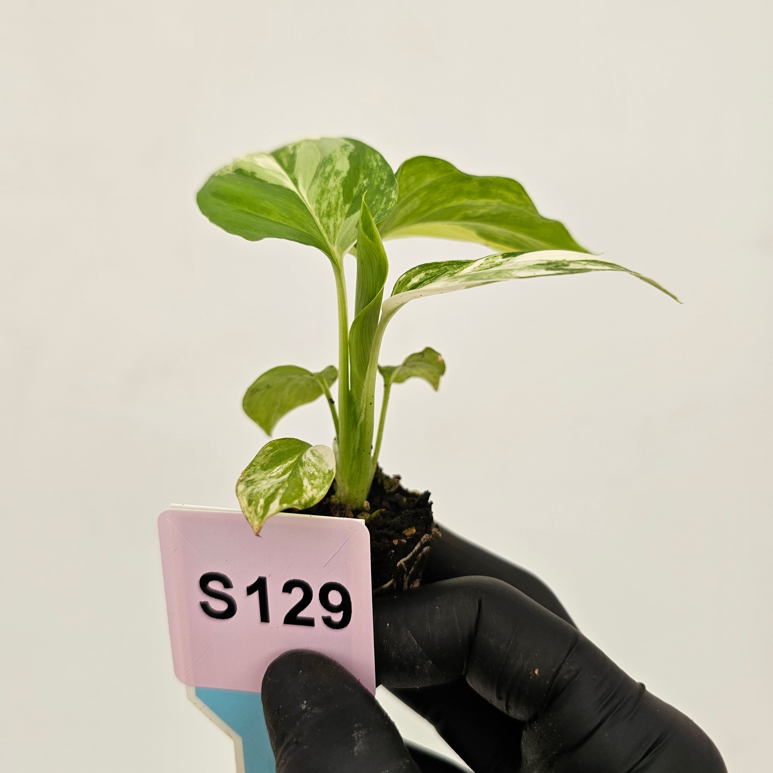 Homalomena rubescens Variegata - Bare Bottom Baby