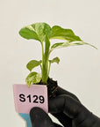 Homalomena rubescens Variegata - Bare Bottom Baby