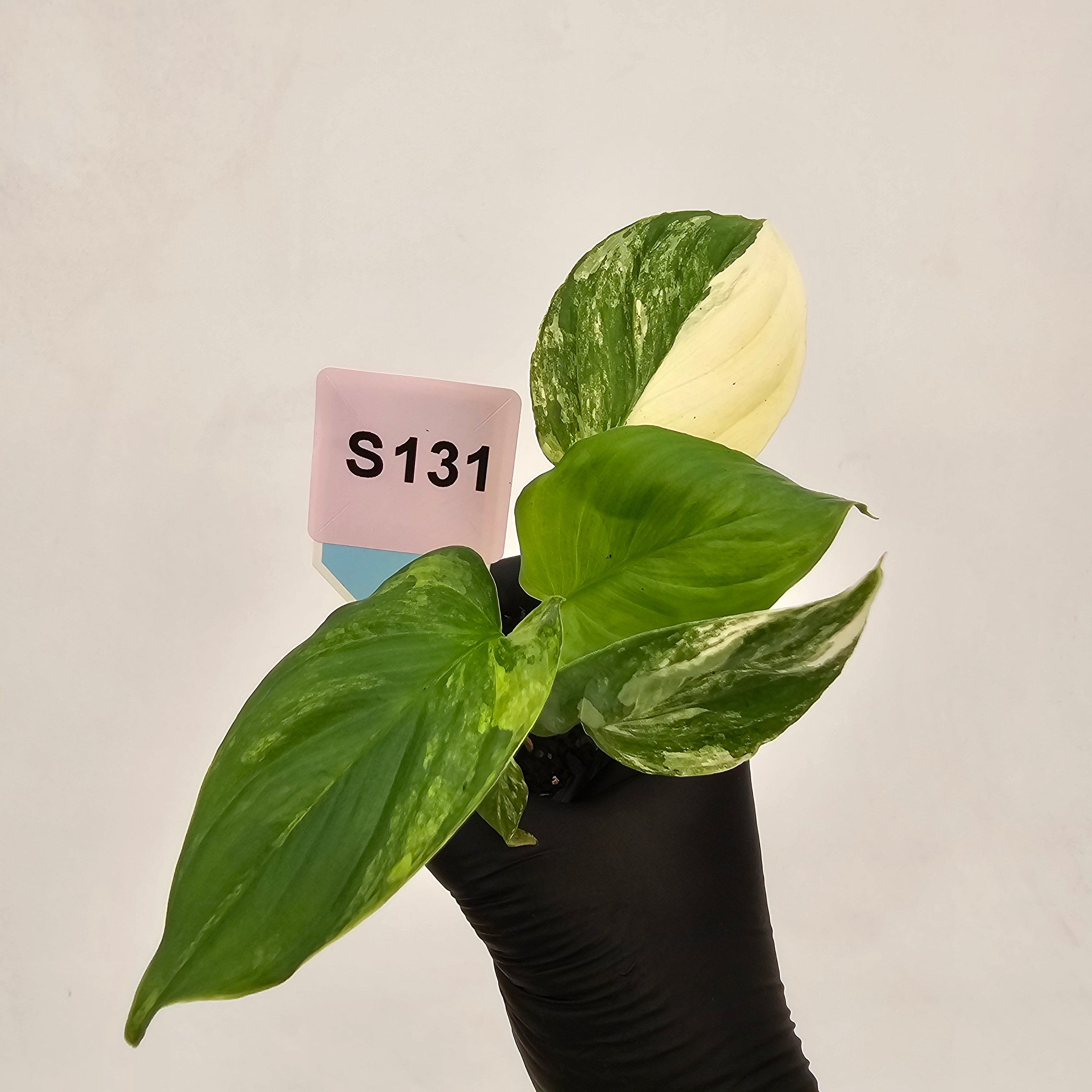 Homalomena rubescens Variegata - Bare Bottom Baby