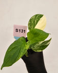 Homalomena rubescens Variegata - Bare Bottom Baby