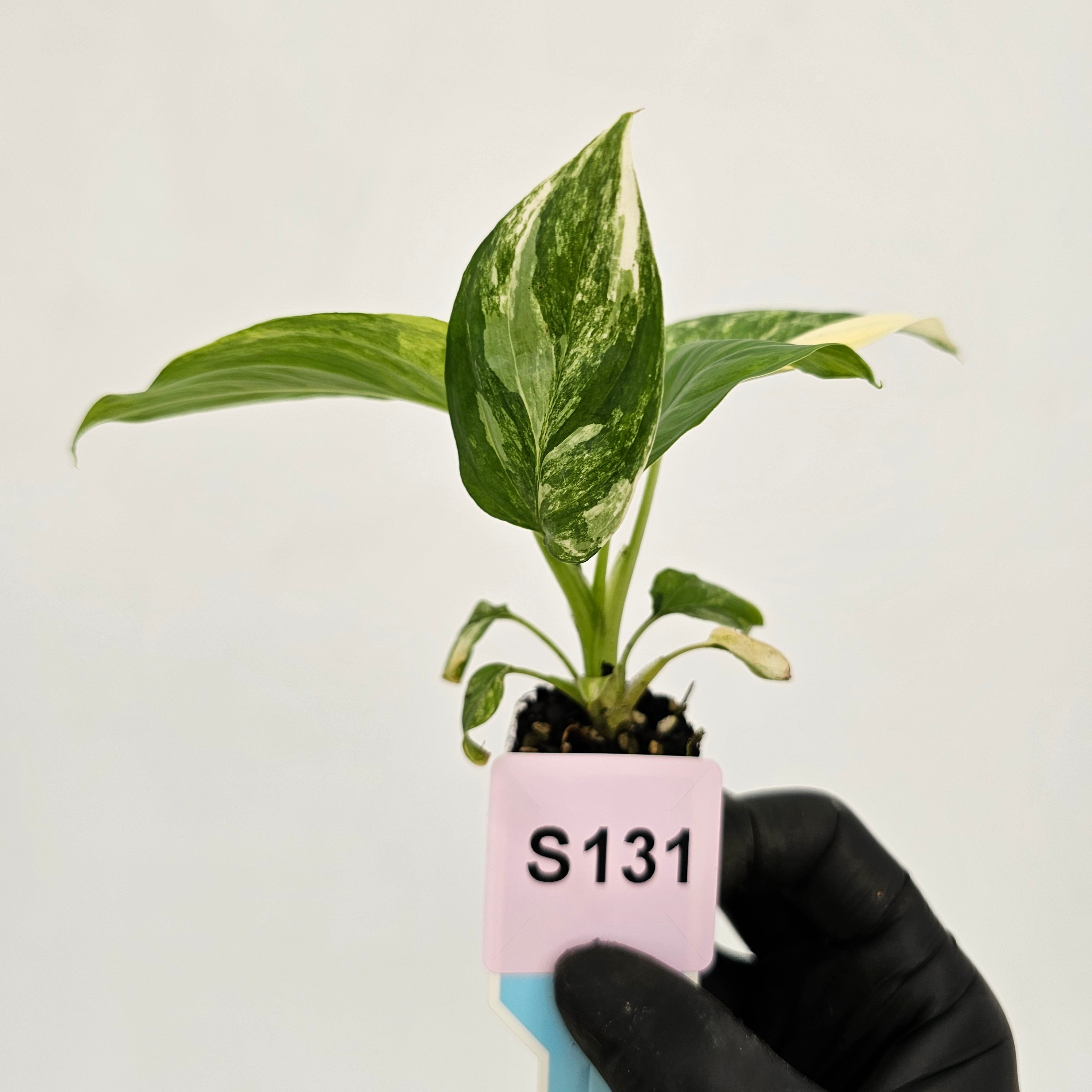 Homalomena rubescens Variegata - Bare Bottom Baby