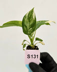 Homalomena rubescens Variegata - Bare Bottom Baby