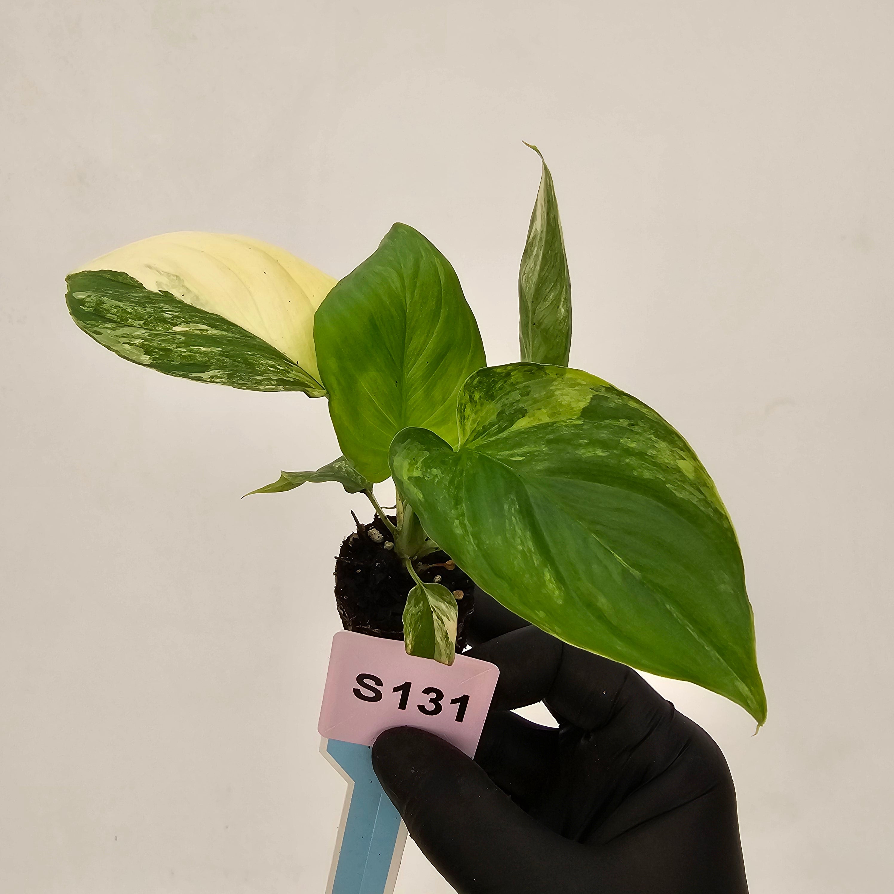Homalomena rubescens Variegata - Bare Bottom Baby