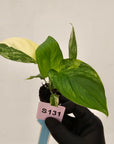 Homalomena rubescens Variegata - Bare Bottom Baby