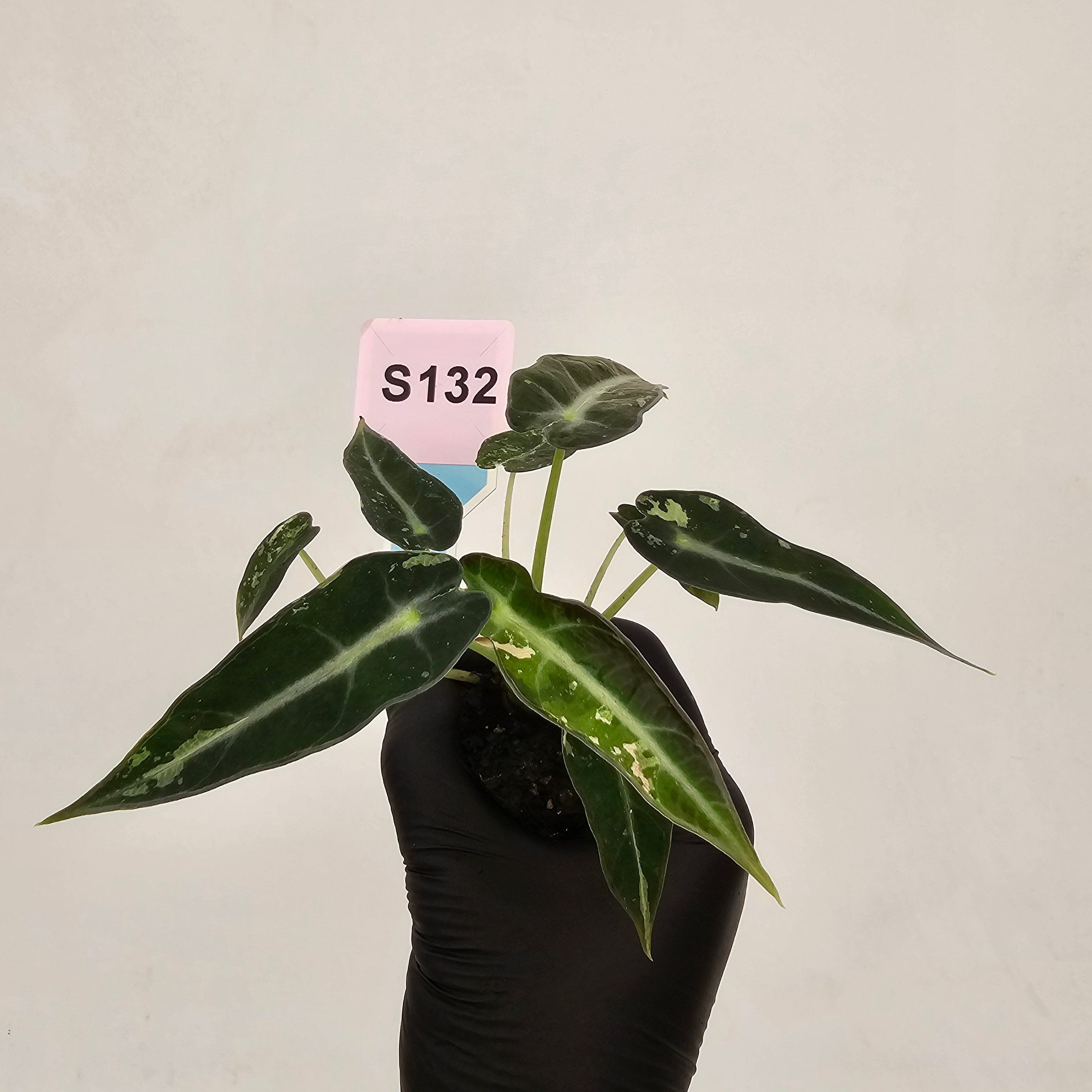 Alocasia Amazonica  bambino Variegata - Bare Bottom Baby