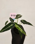 Alocasia Amazonica  bambino Variegata - Bare Bottom Baby
