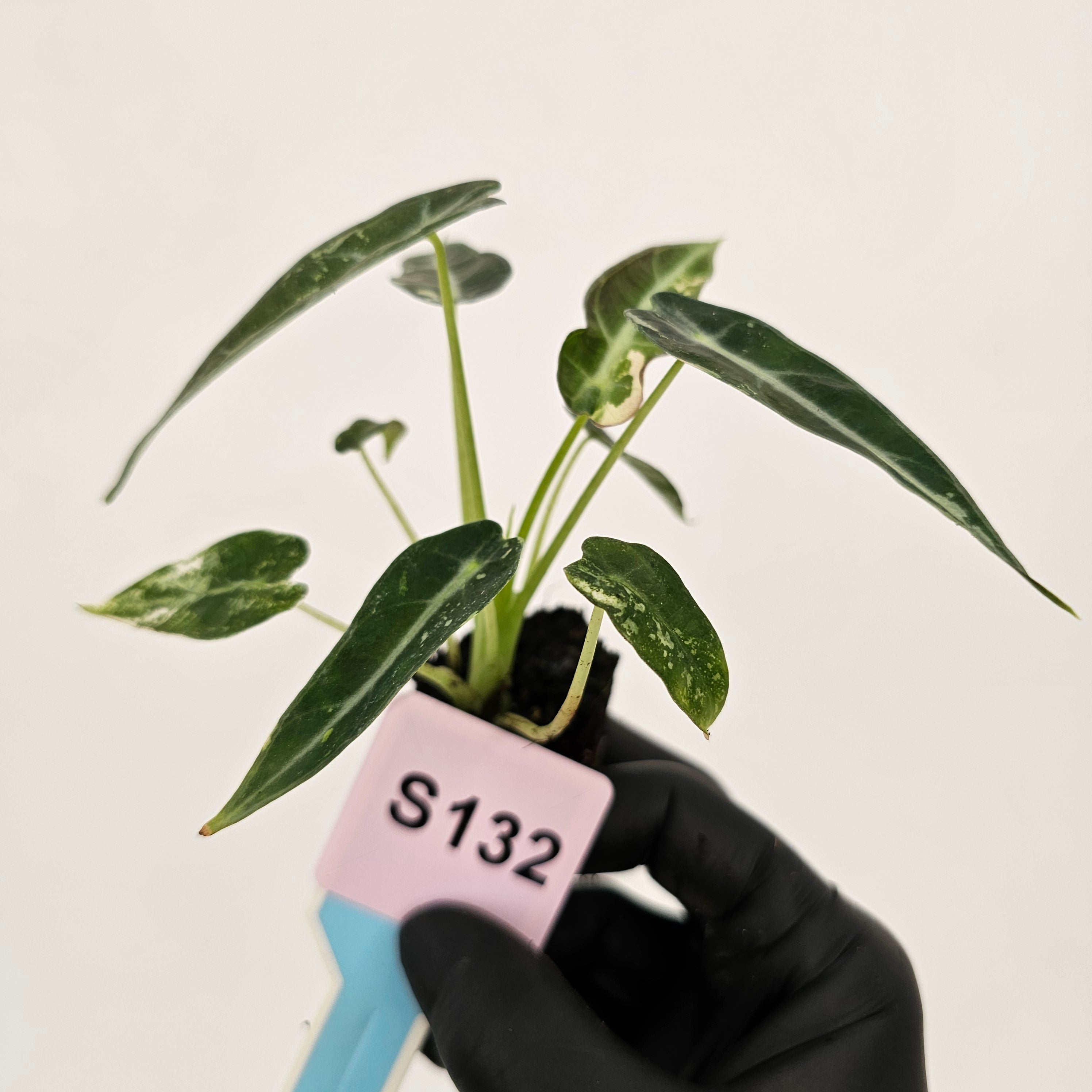 Alocasia Amazonica  bambino Variegata - Bare Bottom Baby