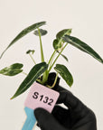 Alocasia Amazonica  bambino Variegata - Bare Bottom Baby