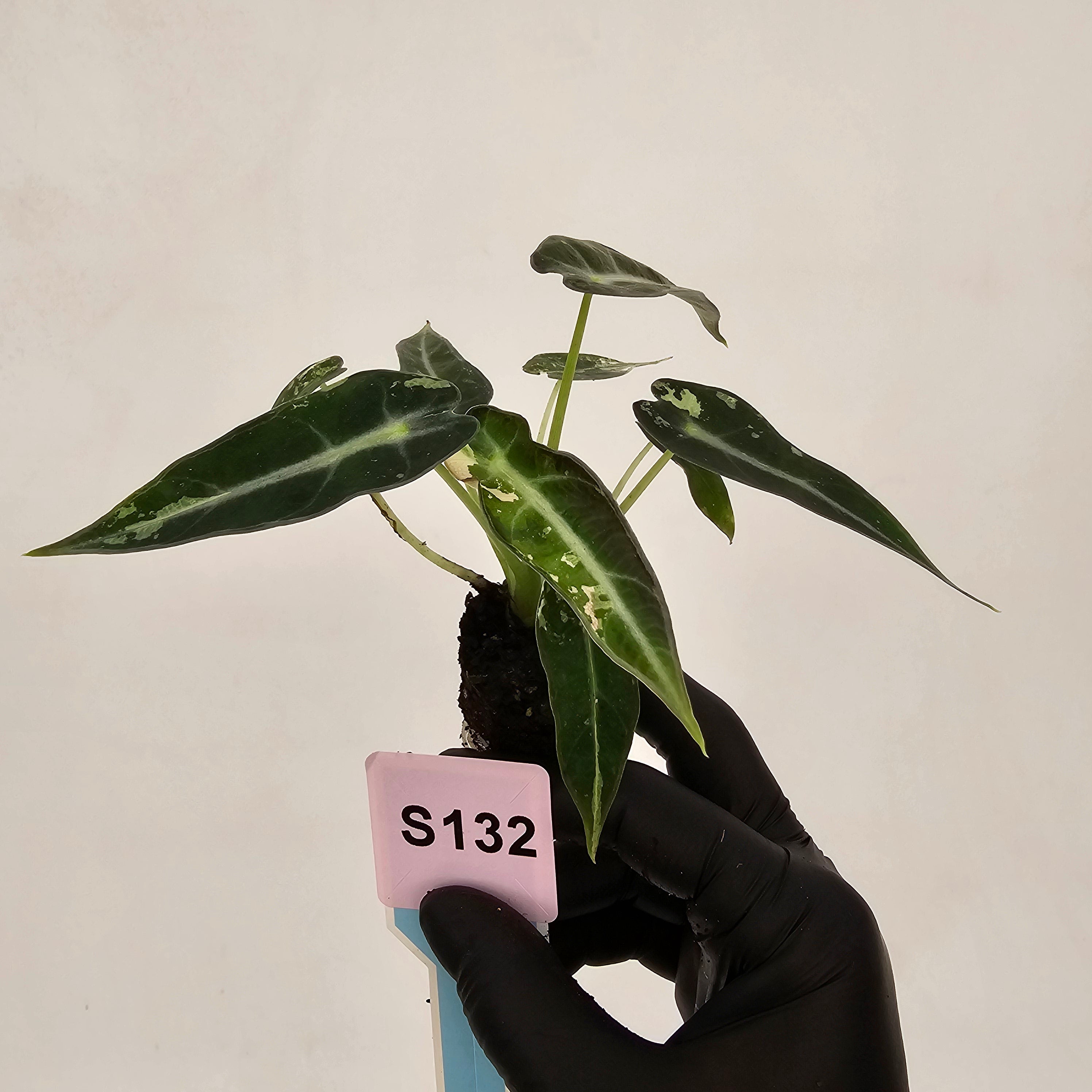 Alocasia Amazonica  bambino Variegata - Bare Bottom Baby