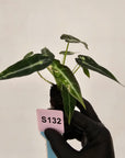 Alocasia Amazonica  bambino Variegata - Bare Bottom Baby