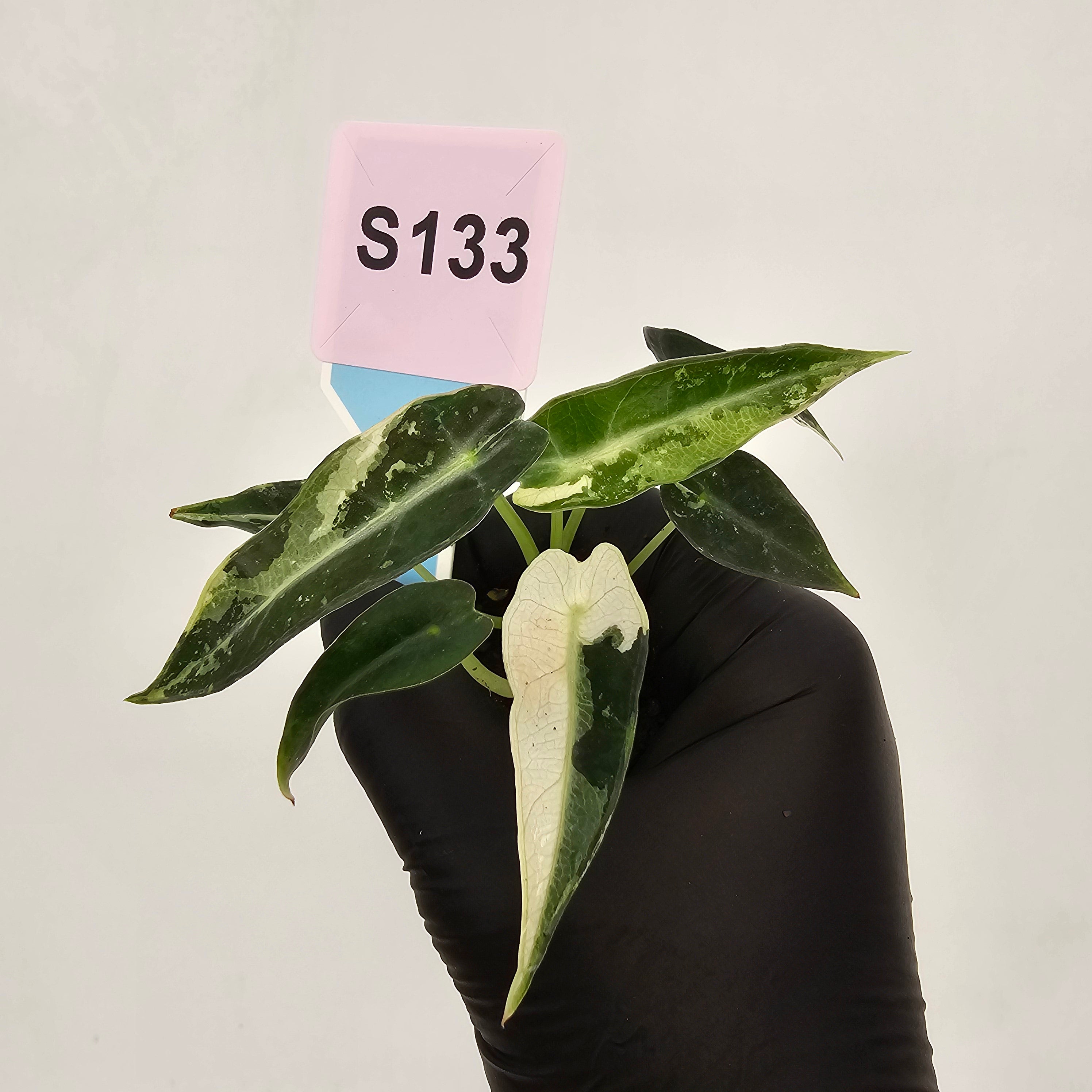 Alocasia Amazonica  bambino Variegata - Bare Bottom Baby
