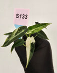 Alocasia Amazonica  bambino Variegata - Bare Bottom Baby