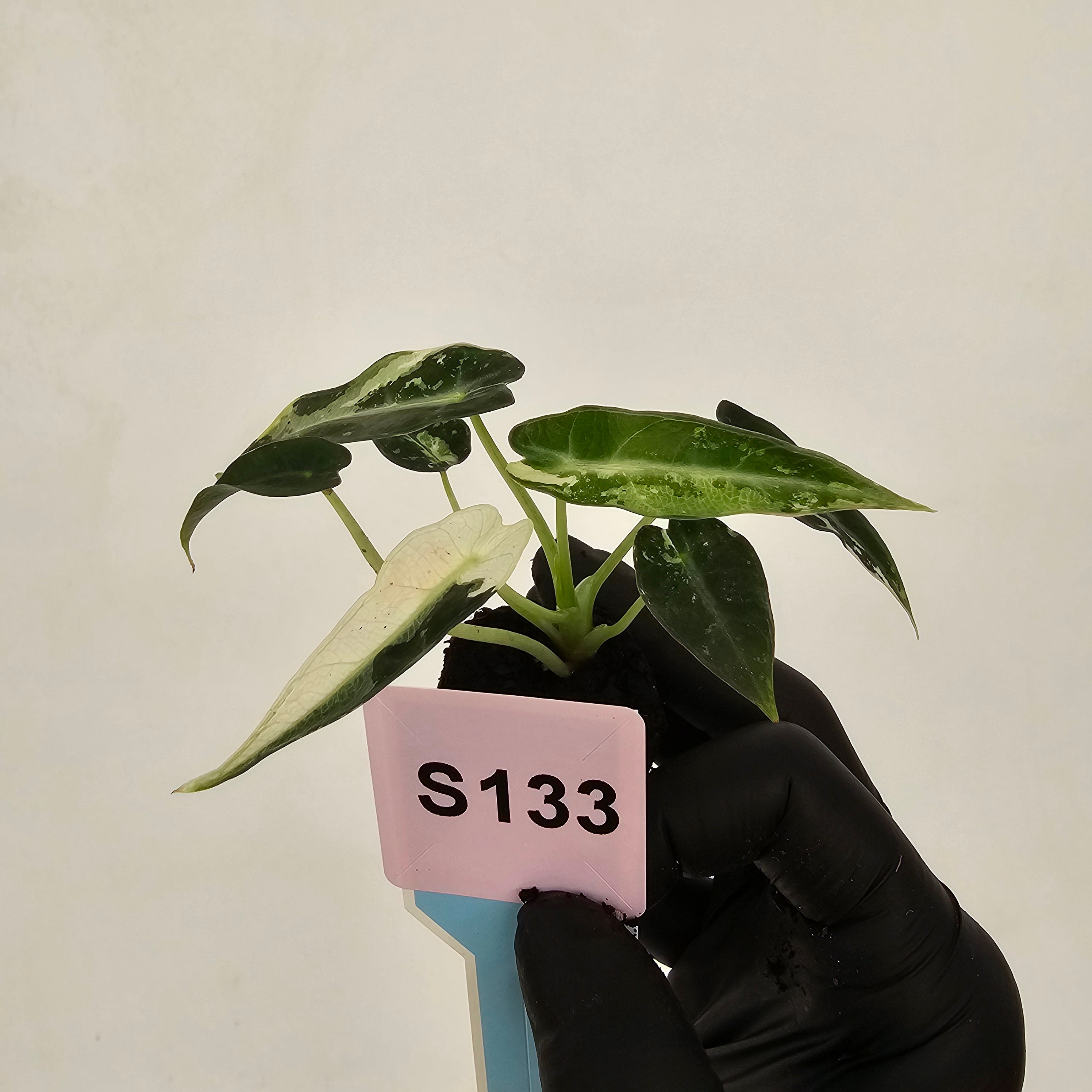 Alocasia Amazonica  bambino Variegata - Bare Bottom Baby