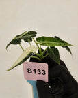 Alocasia Amazonica  bambino Variegata - Bare Bottom Baby