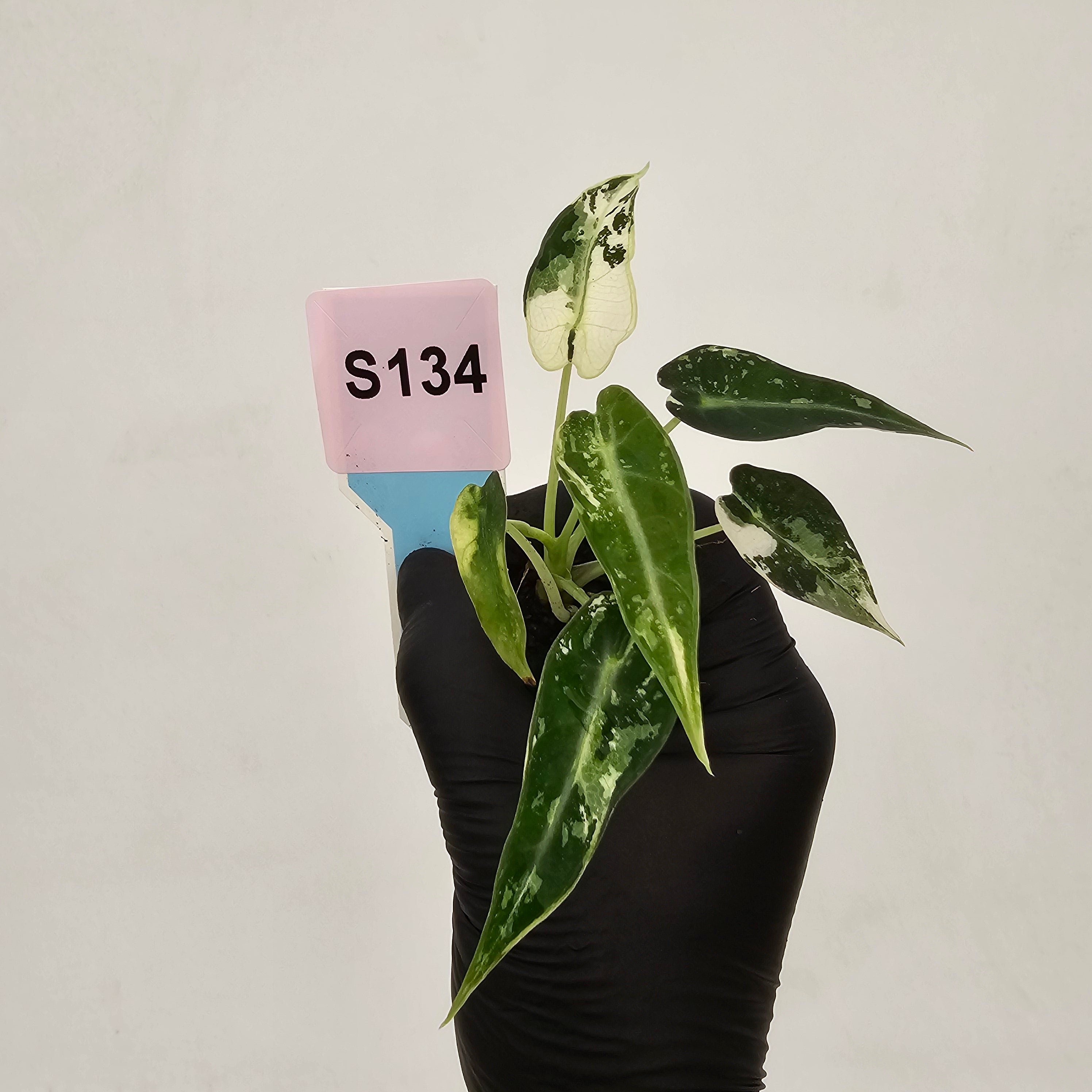Alocasia Amazonica  bambino Variegata - Bare Bottom Baby