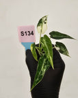 Alocasia Amazonica  bambino Variegata - Bare Bottom Baby