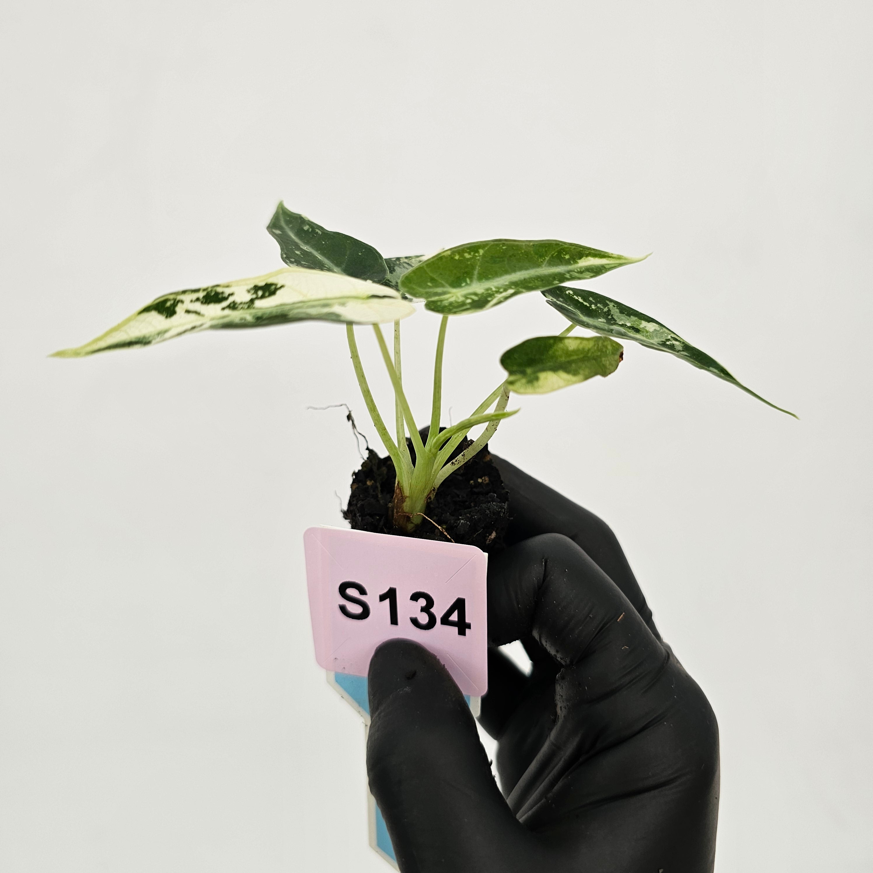 Alocasia Amazonica  bambino Variegata - Bare Bottom Baby