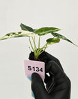 Alocasia Amazonica  bambino Variegata - Bare Bottom Baby