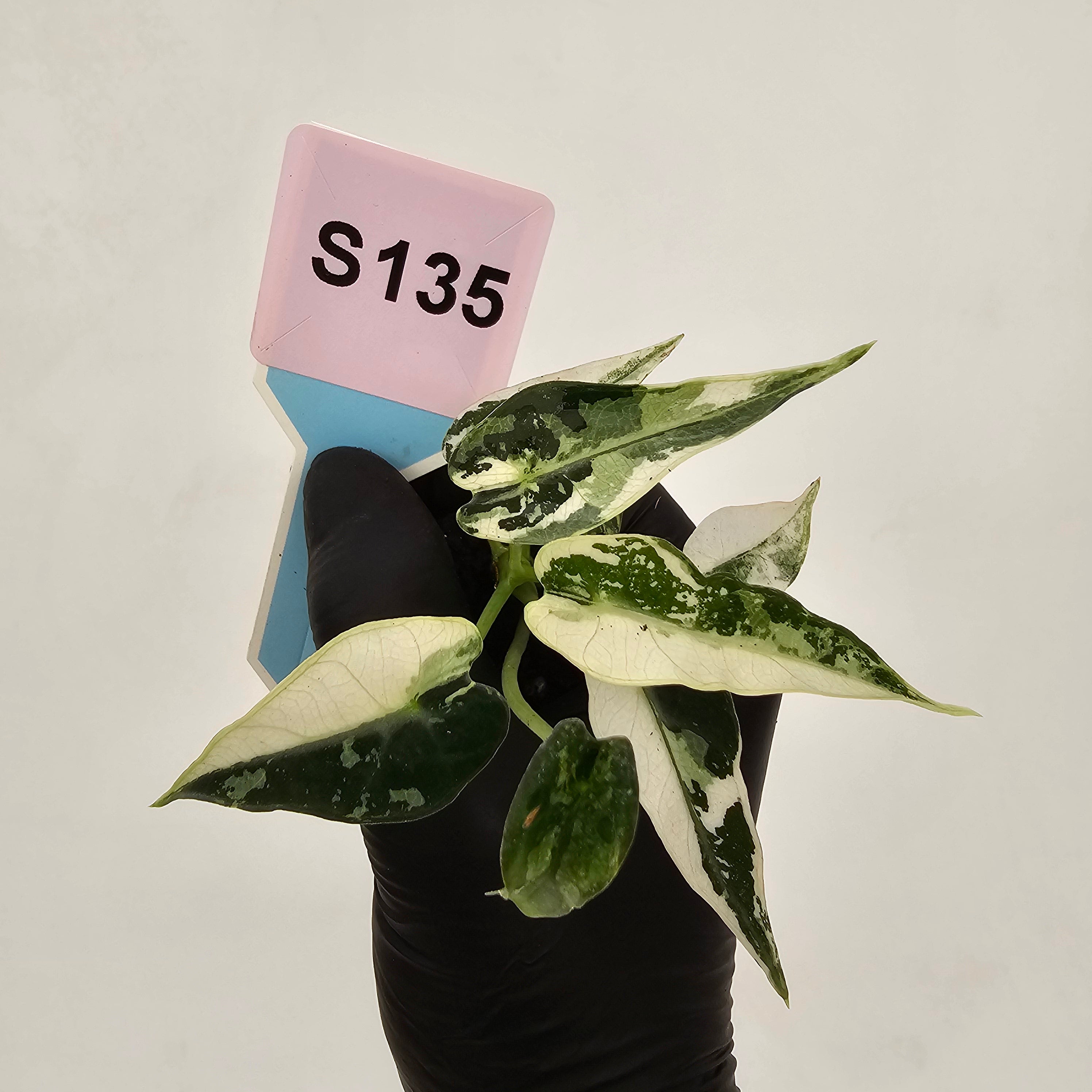 Alocasia Amazonica  bambino Variegata - Bare Bottom Baby