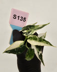 Alocasia Amazonica  bambino Variegata - Bare Bottom Baby