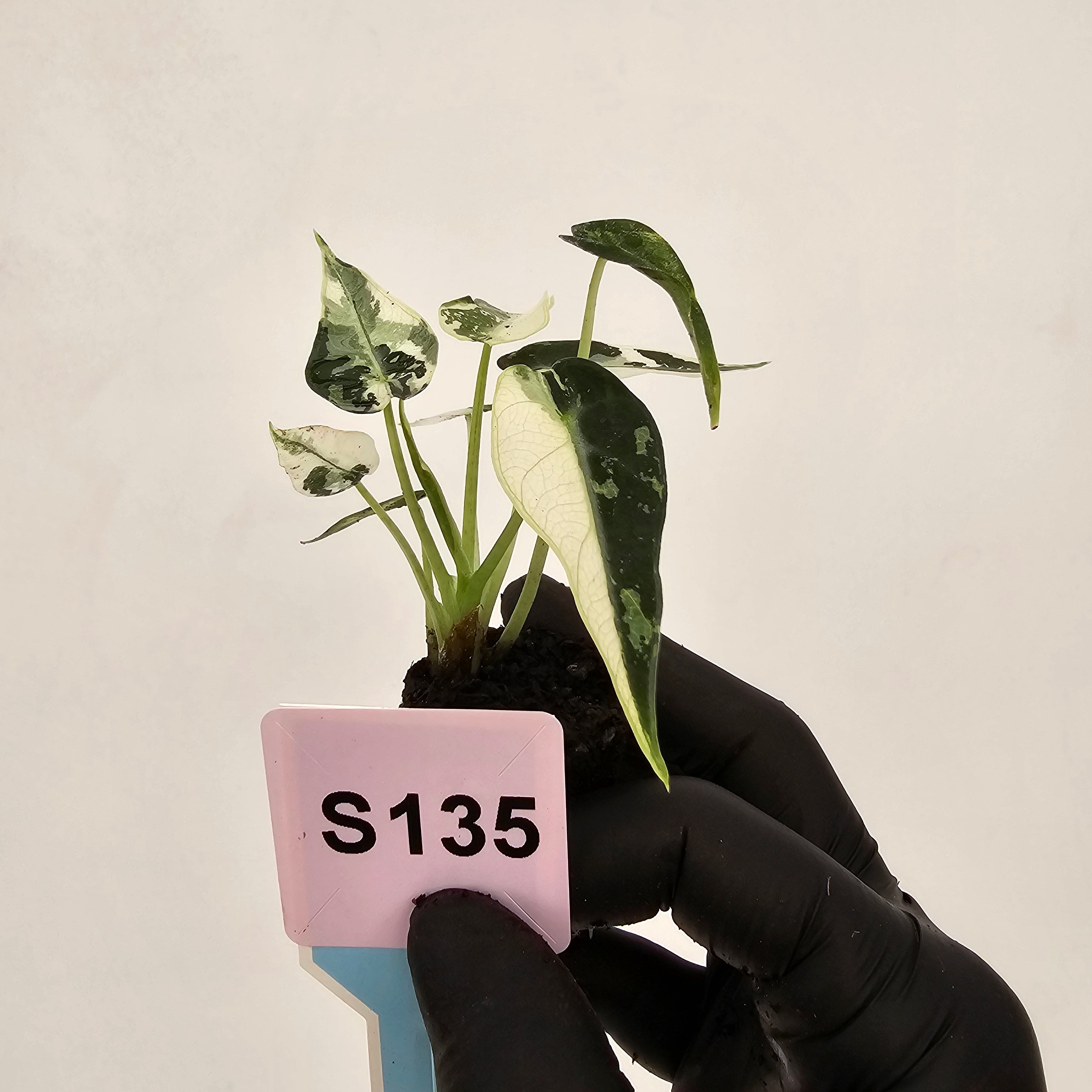 Alocasia Amazonica  bambino Variegata - Bare Bottom Baby