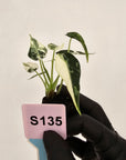 Alocasia Amazonica  bambino Variegata - Bare Bottom Baby