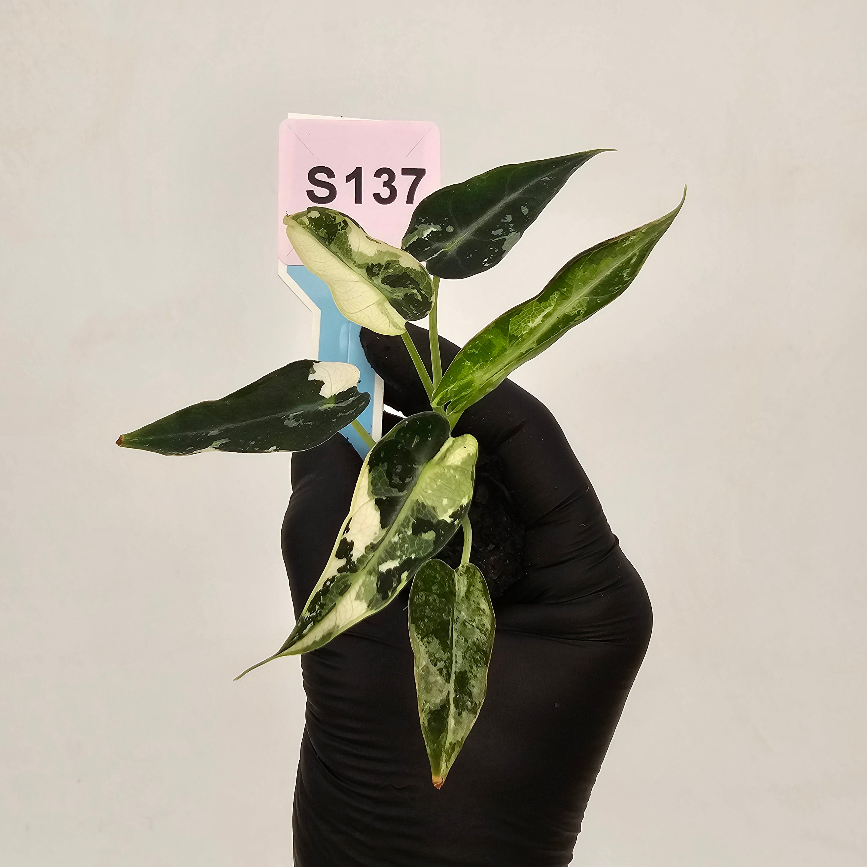 Alocasia Amazonica  bambino Variegata - Bare Bottom Baby