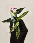 Alocasia Amazonica  bambino Variegata - Bare Bottom Baby