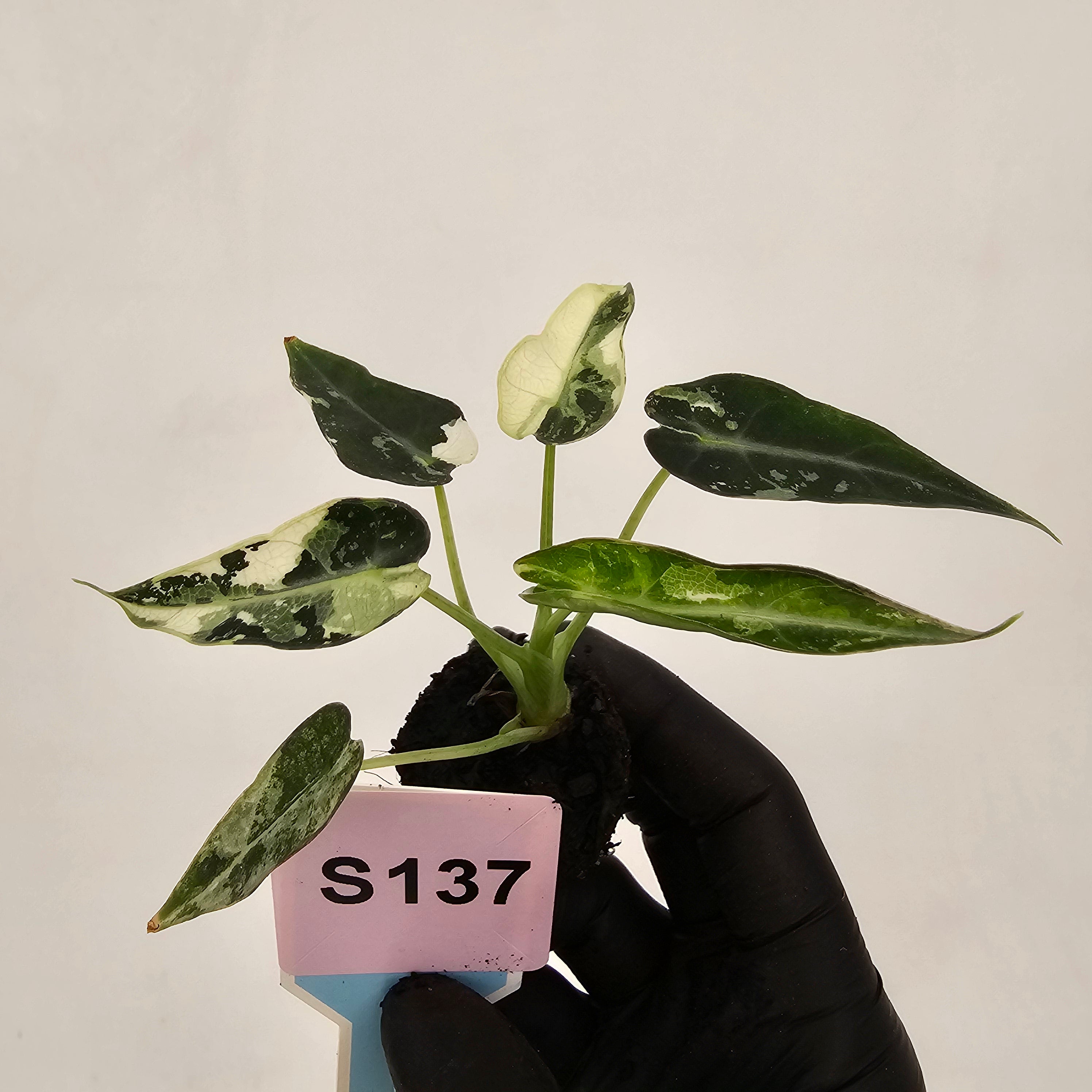 Alocasia Amazonica  bambino Variegata - Bare Bottom Baby