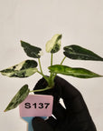 Alocasia Amazonica  bambino Variegata - Bare Bottom Baby