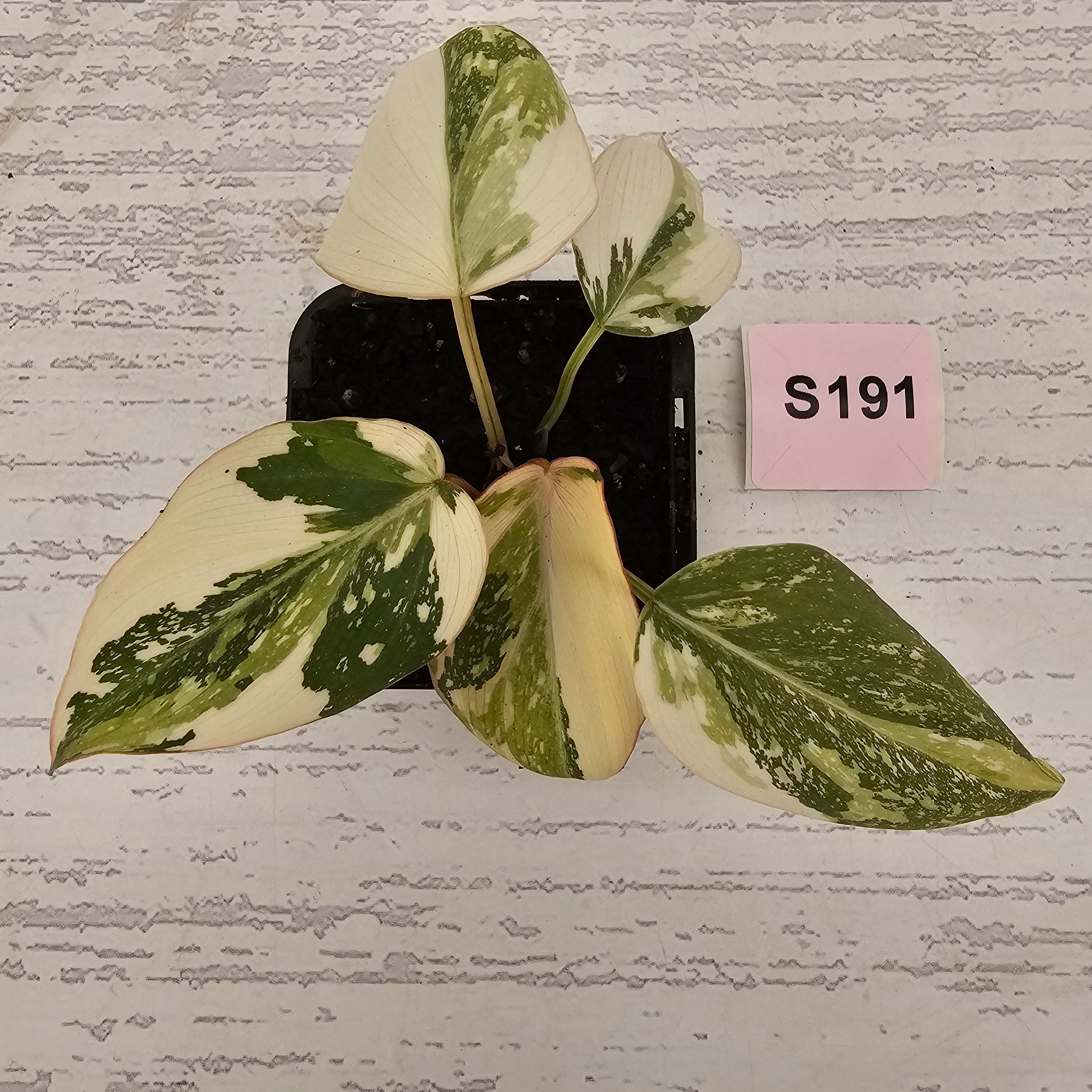 Philodendron gloriosum white vien variegata