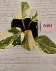 Philodendron gloriosum white vien variegata