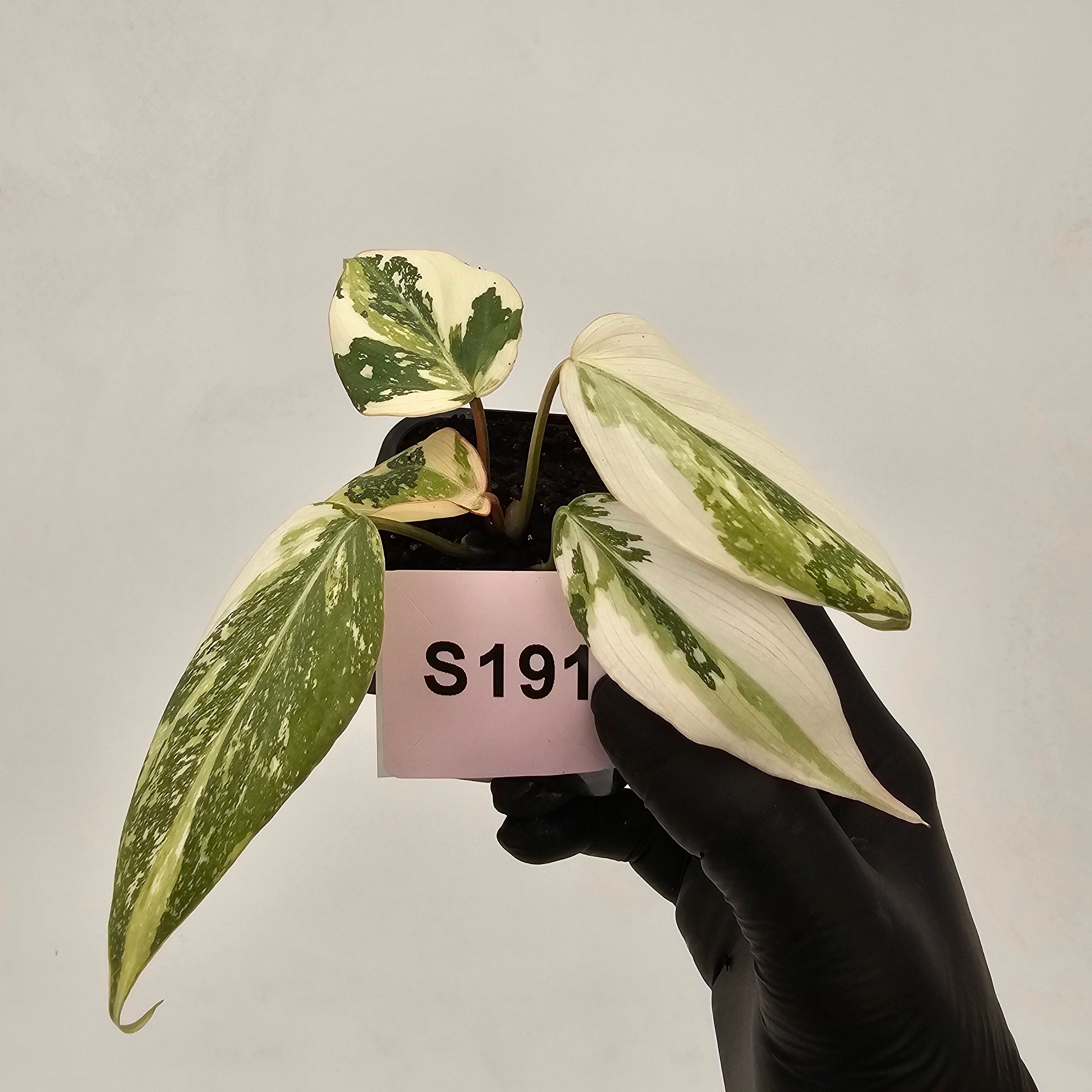 Philodendron gloriosum white vien variegata