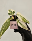 Philodendron gloriosum white vien variegata