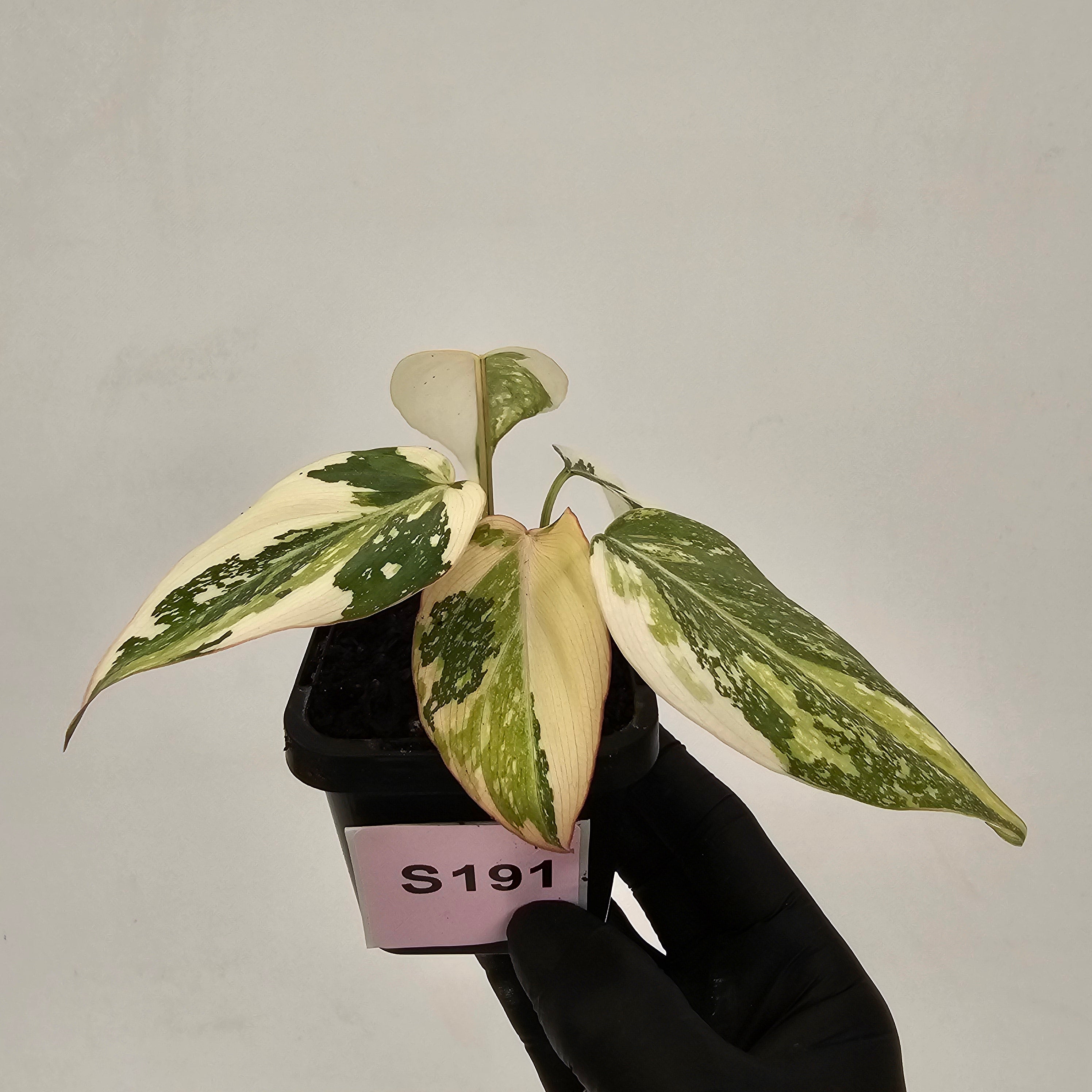 Philodendron gloriosum white vien variegata