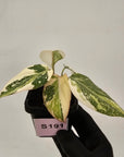 Philodendron gloriosum white vien variegata