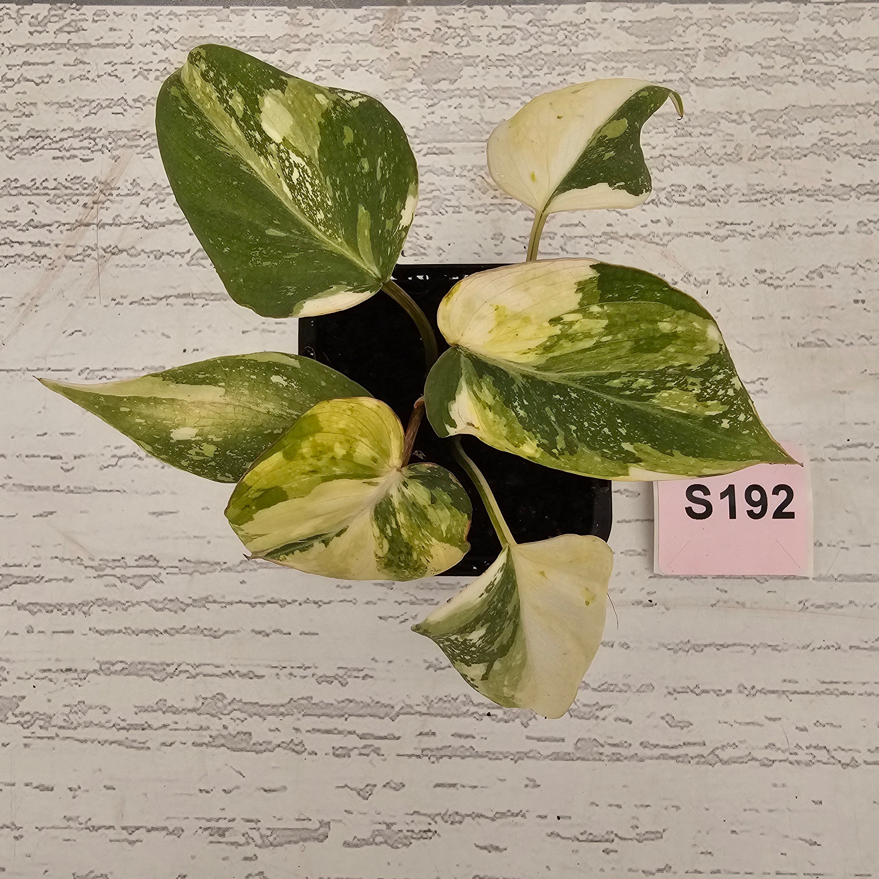 Philodendron gloriosum white vien variegata