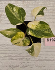 Philodendron gloriosum white vien variegata