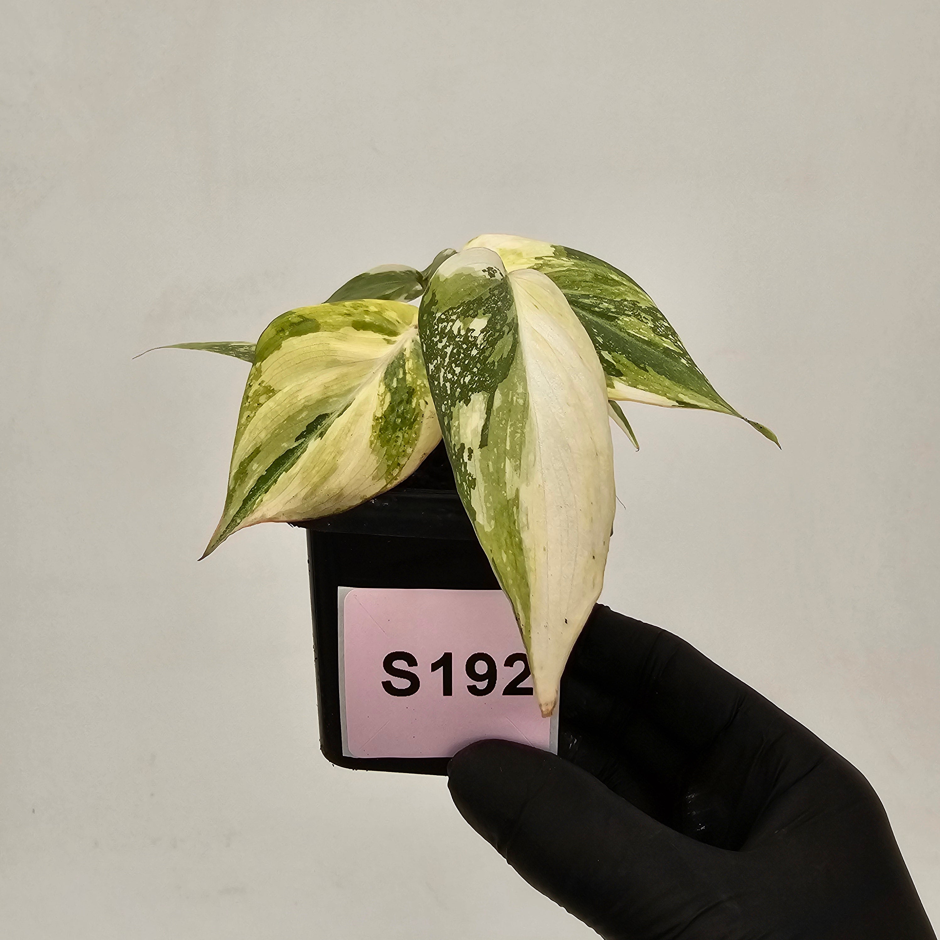 Philodendron gloriosum white vien variegata