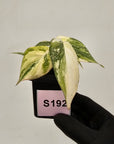Philodendron gloriosum white vien variegata