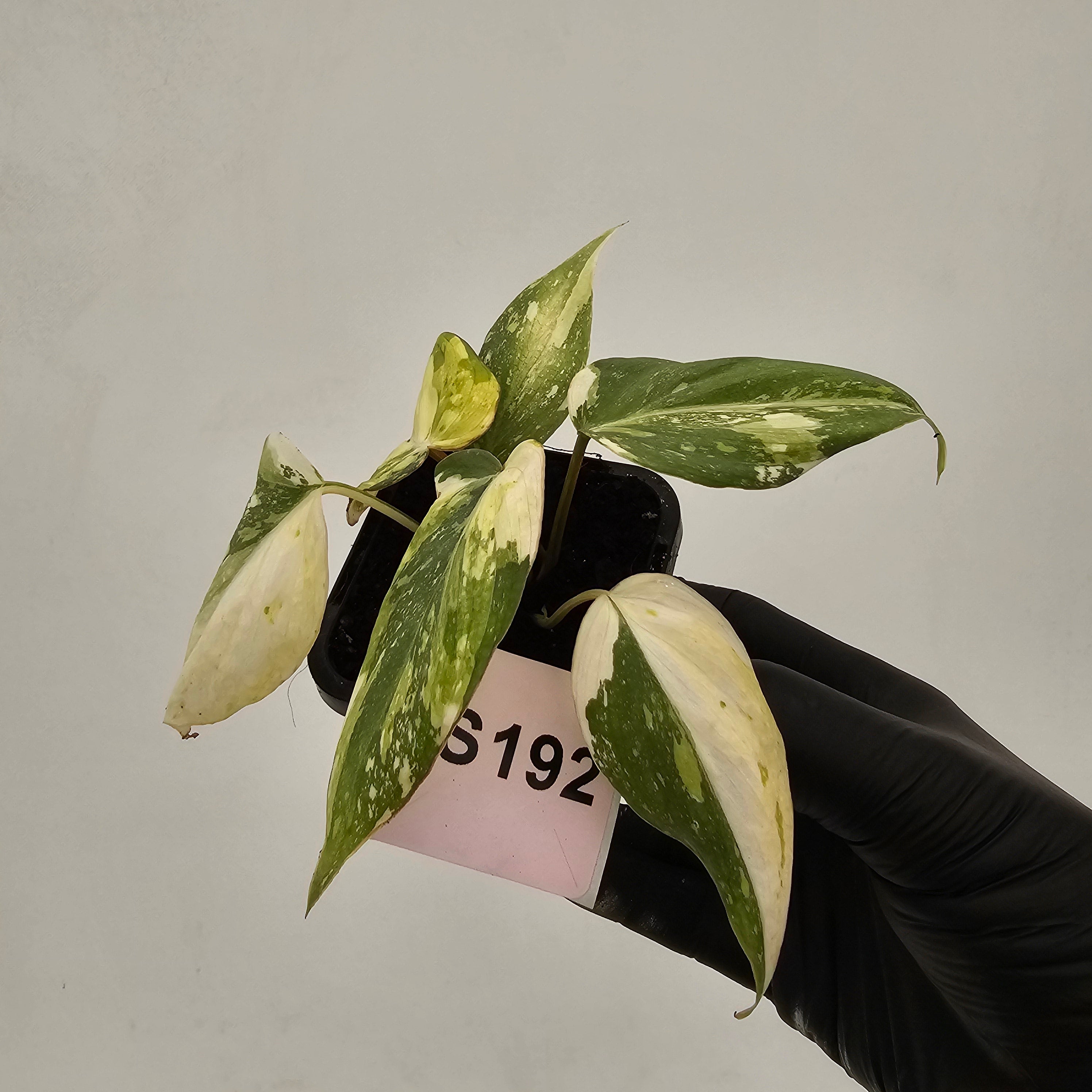 Philodendron gloriosum white vien variegata