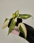 Philodendron gloriosum white vien variegata